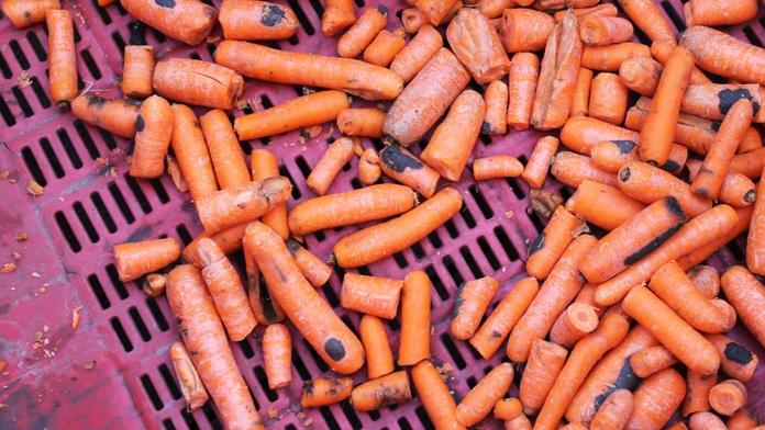 Z Polska k nám vezli zeleninu plnou olova a pesticidů!