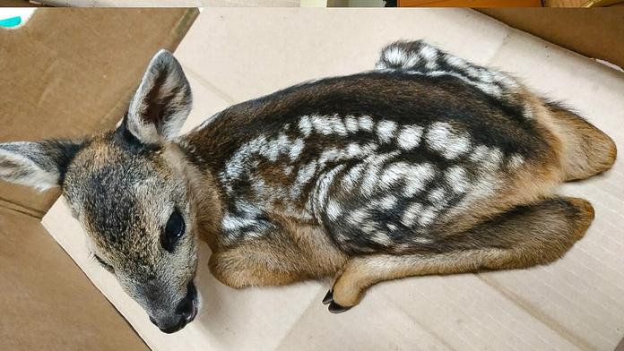 Žena přinesla strážníkům maličkého srnečka. Udělala to nejhorší, co mohla