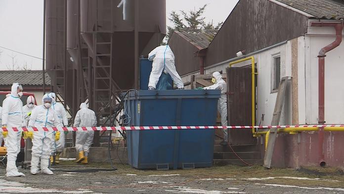 Kvůli ptačí chřipce musí veterináři utratit na 130 tisíc kusů drůbeže