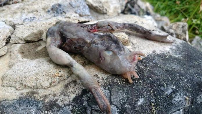 Manžele vyděsil ohavný tvor před domem. Je to mimozemšťan, tvrdí