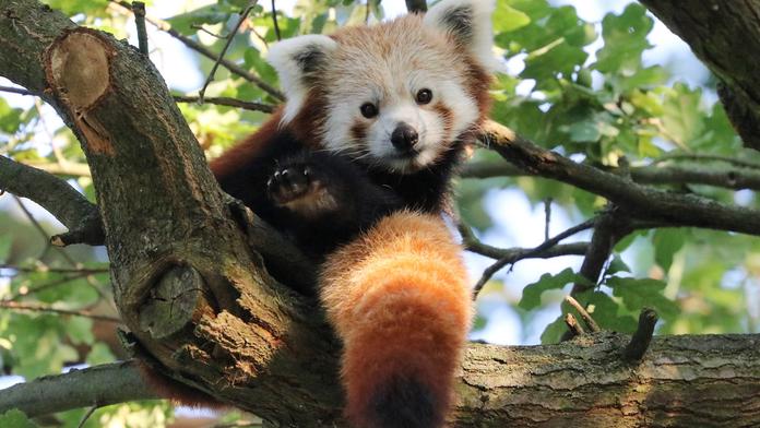 Panda v Olomouci utekla z výběhu a vylezla na strom. Dolů ji dostali až hasiči