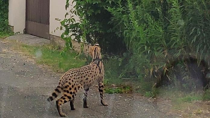 Po ulici běhá gepard, volal muž strážníky. Šelmu i vyfotil!