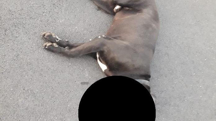 Důchodkyni, venčící pejska, napadli dva velcí psi. Policisté je zastřelili
