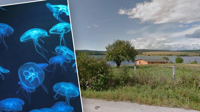 Na Slovensku jsou medúzy. Při plavání se lidem dostávají mezi zuby