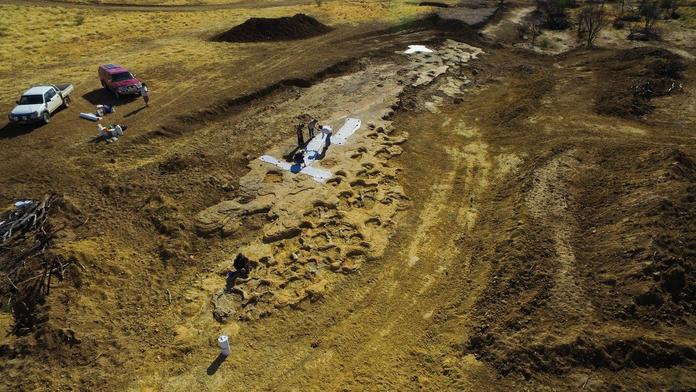 V Austrálii našli stopy dinosaurů! Jsou staré 100 milionů let