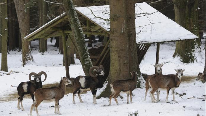 Zima neřekla poslední slovo! Vidíme to na chování zvěře, řekl myslivec