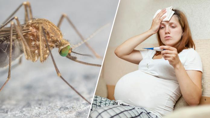 Mohou virus zika přenášet běžní komáři? Vědci mají konečně jasno