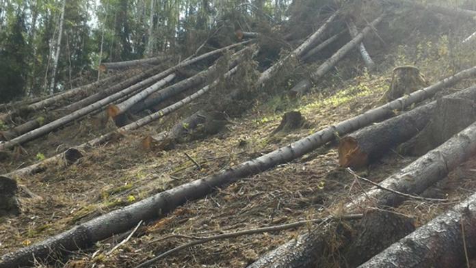 Firma nezabránila šíření kůrovce. Dostala pokutu 140 tisíc!