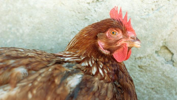 Nechtěla ho žádná žena, znásilnil slepici. Ta vyčerpáním zemřela