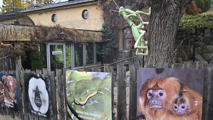 Uprchlá kobra se ve švédské zoo raději po týdnu sama vrátila do terária