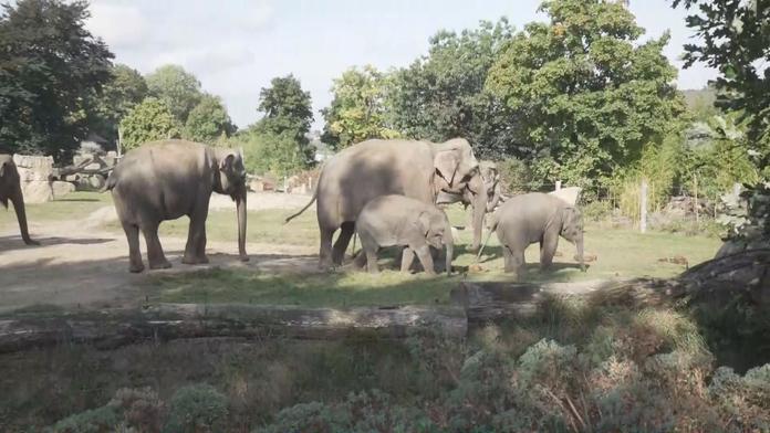 Volný vstup pro ukrajinské uprchlíky do pražské zoo končí. Budou platit běžné ceny