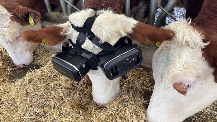 Slunce, seno, realita. Farmář nasadil kravám virtuální brýle, aby lépe dojily