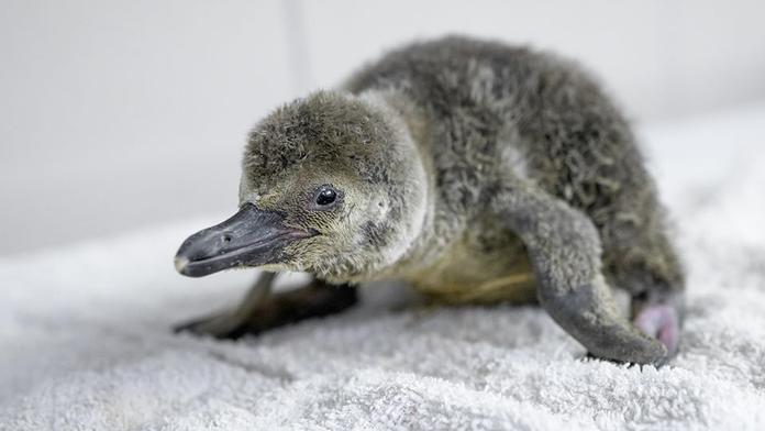 V pražské zoo se narodil malý tučňák Humboldtův, zatím se schovává