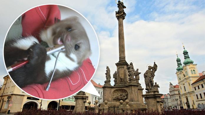VIDEO: Kuna překousala kabely, Hradec zůstal bez proudu!
