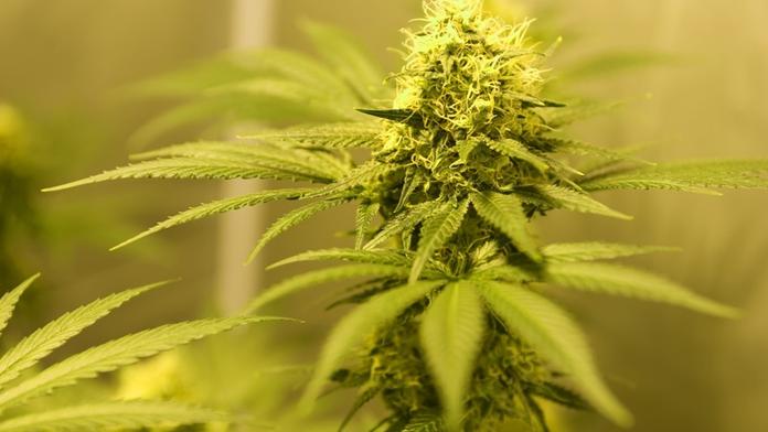 Marihuana dokáže zastavit virus HIV, tvrdí vědci