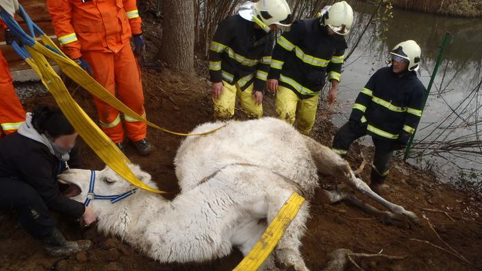 Hasiči vyprošťovali z rybníku velblouda zamotaného do plotu