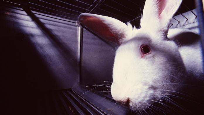Lidé zuří kvůli týrání zvířat! Našli způsob, jak donutit EU zasáhnout