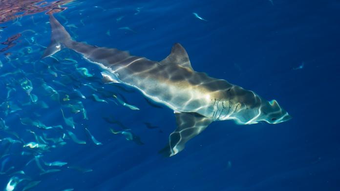 Smrtelný útok, neznámý druh žraloka zabil v Kalifornii mladého surfaře