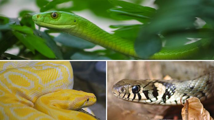Hadí podzim v Česku! Mamba, užovka a krajta způsobily manévry
