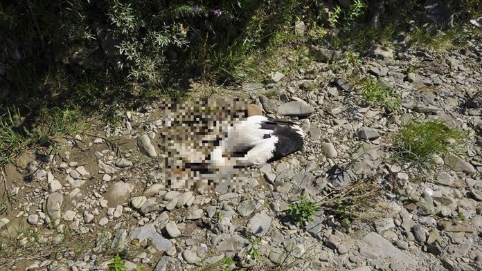 Neuvěřitelná ohavnost, někdo u Sveržova surově ukamenoval čápa bílého