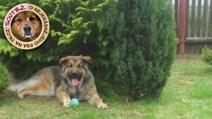 Fenka Brita je tak krásná, že vyhrála krmivo na celý měsíc zdarma