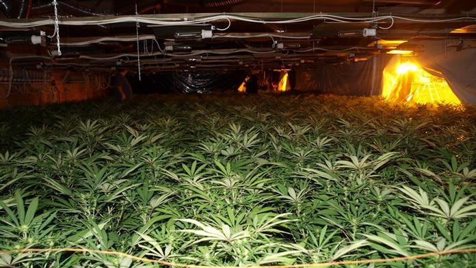 Policisté při kontrole cizinců na Orlickoústecku odhalili pěstírnu konopí