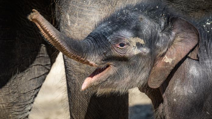 Podpořte zvířátka z pražské zoo a kupte si Vstupenku na lepší časy!
