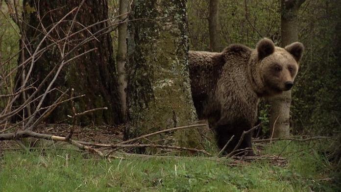 Medvědice Inge si příliš zvykla na lidi, museli ji zastřelit