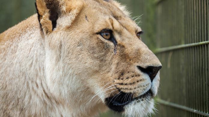 Drama se smutným koncem: Lvici v zoo po útěku zastřelili!