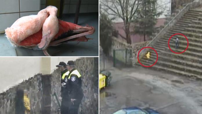 Chlapci ubili plameňáky v ZOO, rodiny konečně splatily dluh