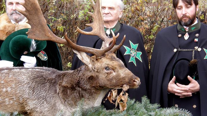 Pytlák střelil daňka do břicha, nechal jej uhynout na místě!