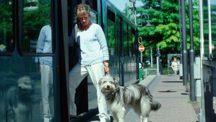 Horor v tramvaji! Žena nastoupila, pes zůstal na vodítku viset za vozem