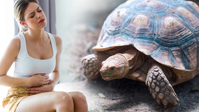 Bolí mě břicho, stěžovala si žena po party. Ve vagině jí našli želvu