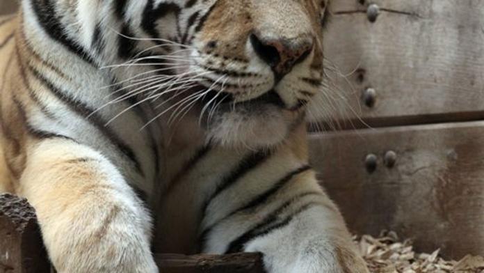 KRVAVÁ SMRT V ZOO: Tygr rozsápal Martinovi (56) hrdlo!