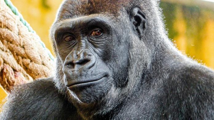 Moja bude babičkou! Gorila Duni je březí, prozradil ředitel pražské zoo