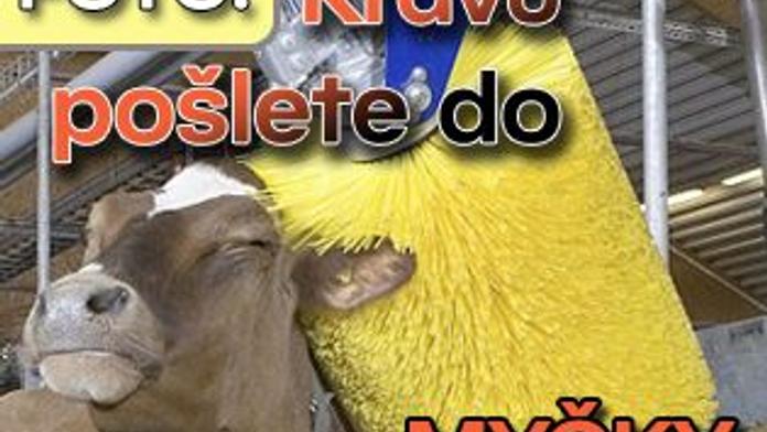 FOTO: Krávu pošlete do MYČKY