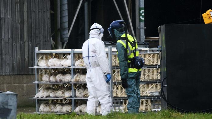 Ptačí chřipka v dalších krajích. Do kafilérie musely stovky kusů drůbeže