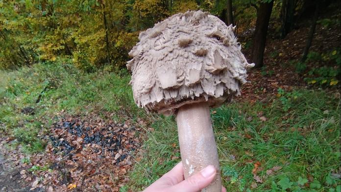 Katka našla v lese obří bedlu. Takové monstrum jsem ještě neviděla, žasne