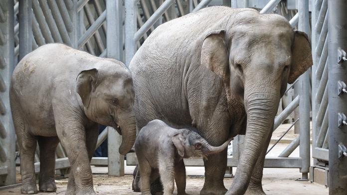 Údolí slonů: Tady žijí oblíbenci dětí v pražské Zoo