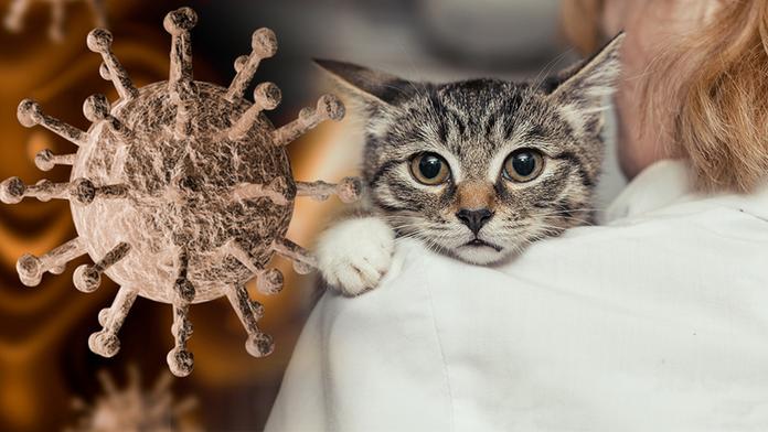 Testy potvrdily koronavirus u zvířat. Třeba u koček se nemusí projevit