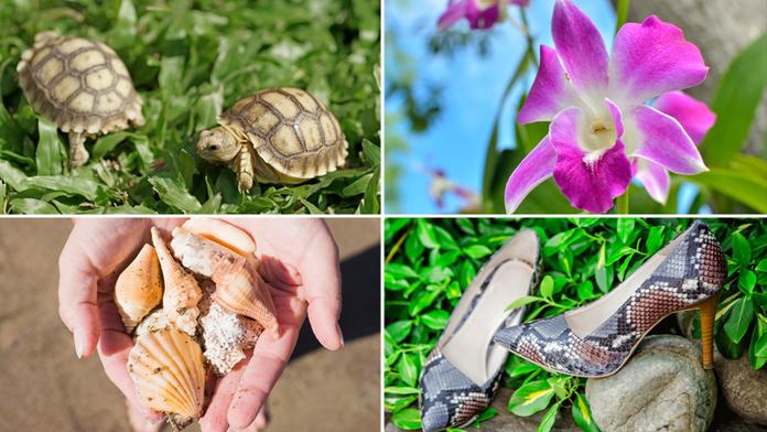 Pozor na suvenýry z dovolené: Tyhle věci si nesmíte dovézt!