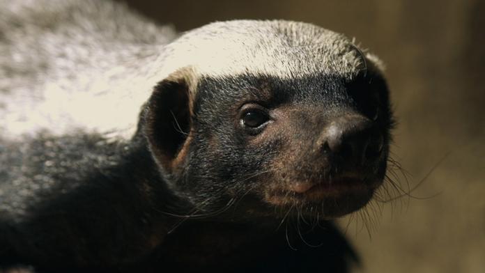 Dvě mláďata vzácného medojeda můžete vidět v olomoucké zoo, matka výjimečně odchovala obě