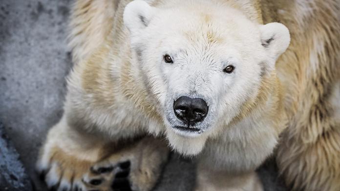 Smutná zpráva! V pražské zoo zemřela lední medvědice Bora