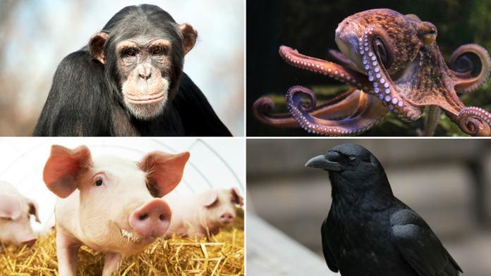 Tahle zvířata jsou nejchytřejší na světě! Často překonají i člověka
