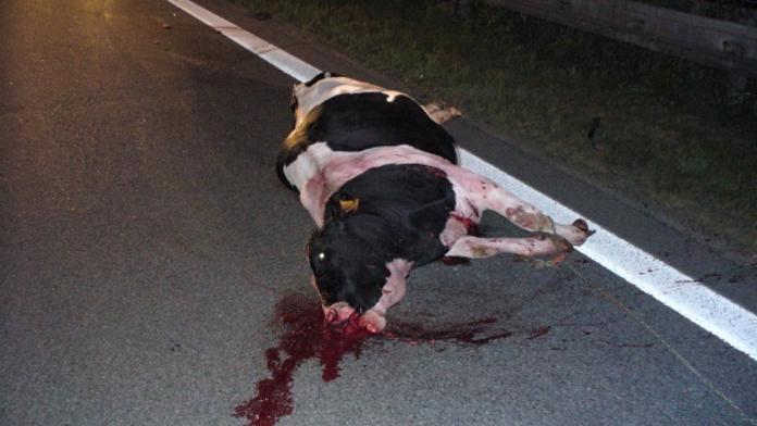 České krávy jezdí na porážku do Rakouska a Německa
