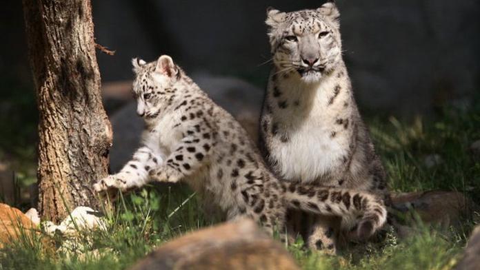 Leopard překonal elektrický plot, zabil dvouletého chlapce!