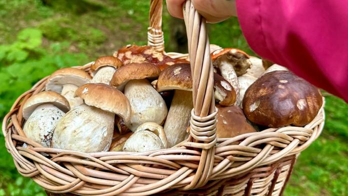 Čtyři lidé zemřeli po snězení jedovatých hub. Snadno je zaměníte za jiné, varují odborníci