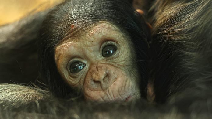 Mládě šimpanze v Plzeňské zoo