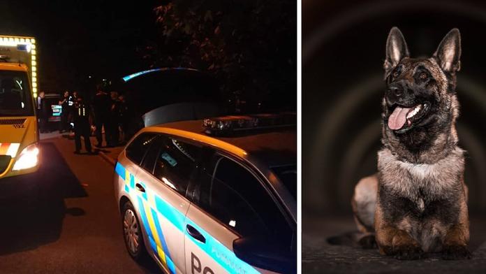 Útočník mlátil ženu kladivem do hlavy. Zastavil ho policejní pes