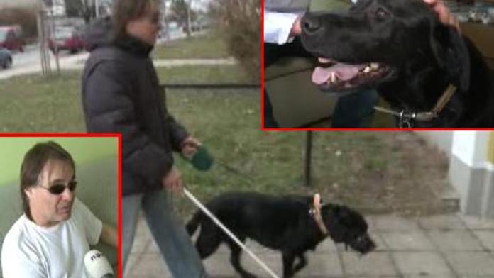 Nemocná fenka Domča vás dojala! Víme, jak jí můžete pomoci!